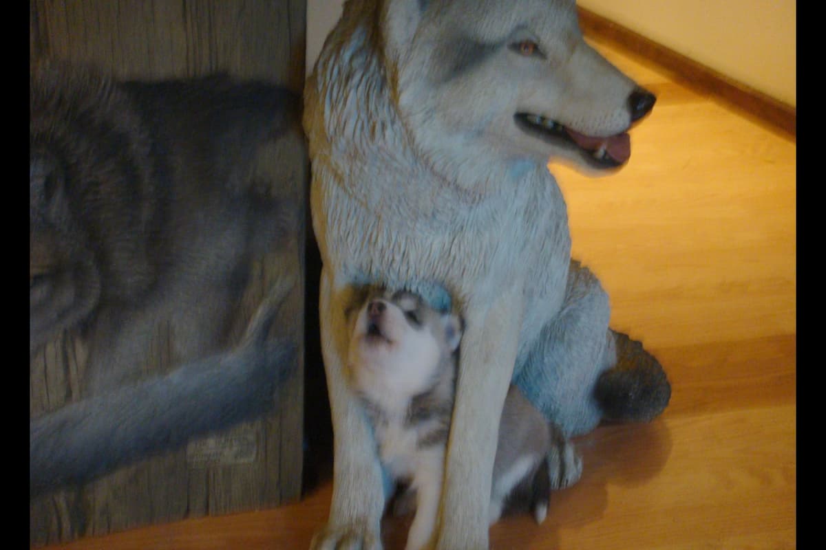 Siberian Husky Puppies breeder image 2