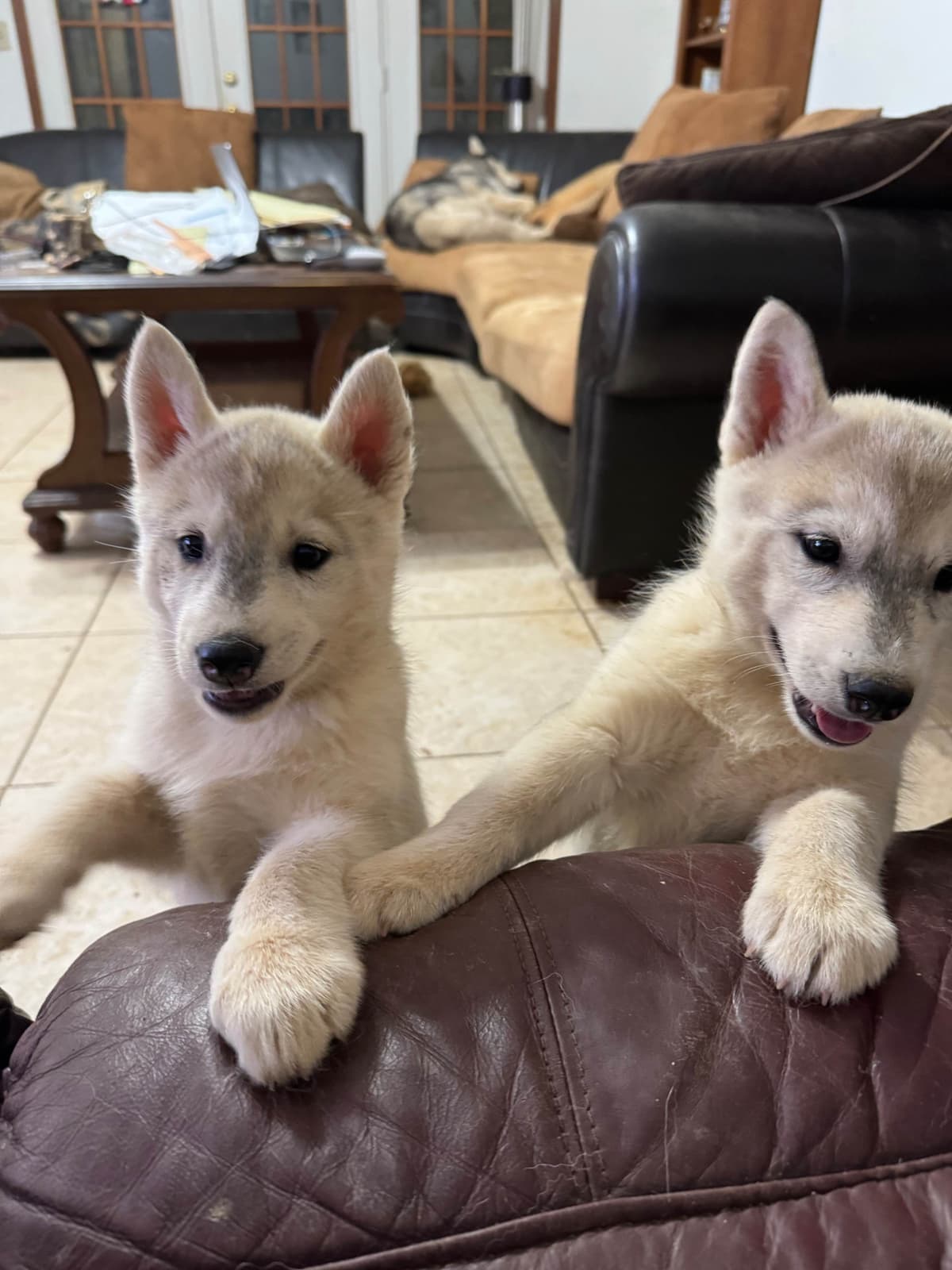 Siberian Husky Puppies breeder image 6