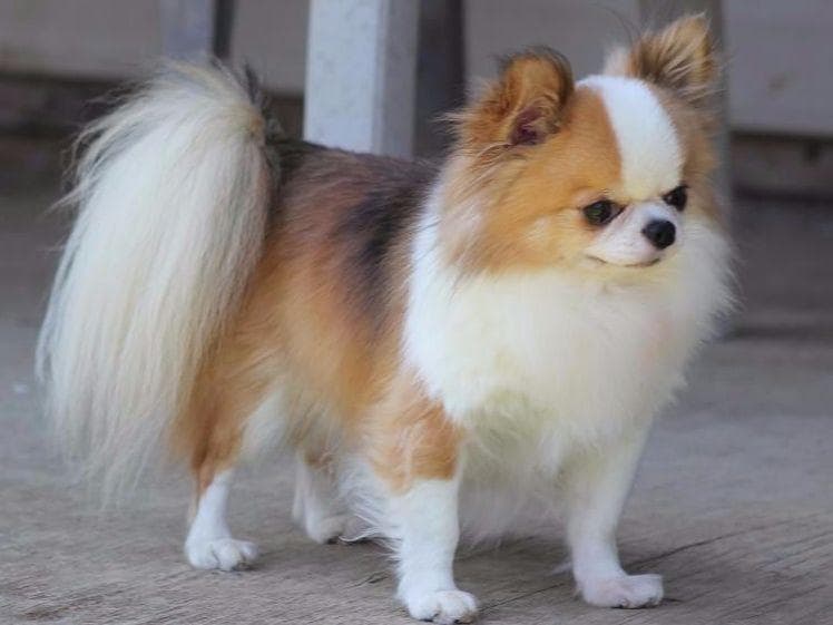 Chihuahua Puppies breeder image 1