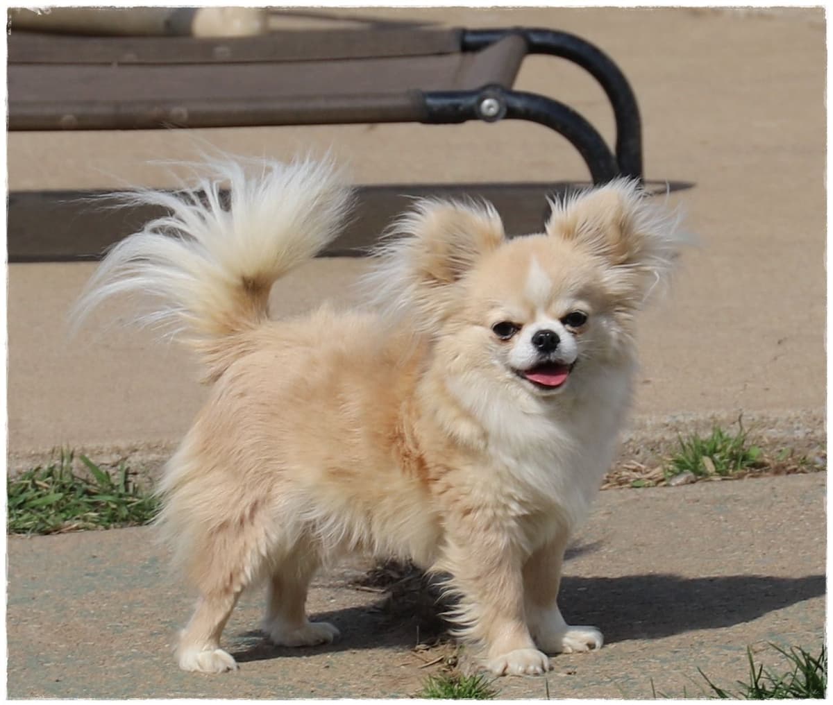 Chihuahua Puppies breeder image 3