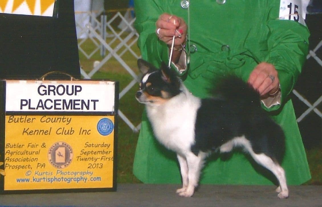 Chihuahua Puppies breeder image 5
