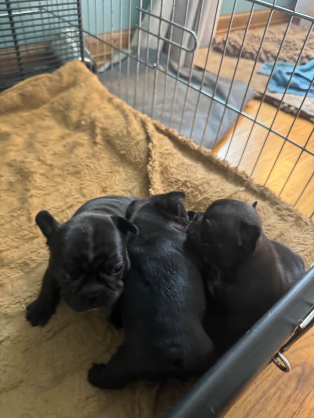 French Bulldog Puppies media 3
