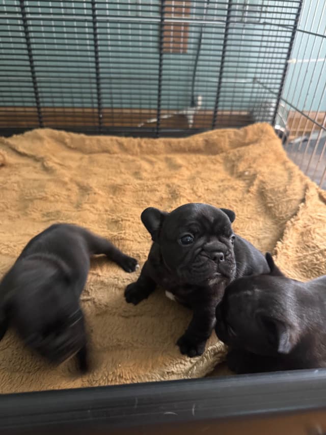 French Bulldog Puppies media 4