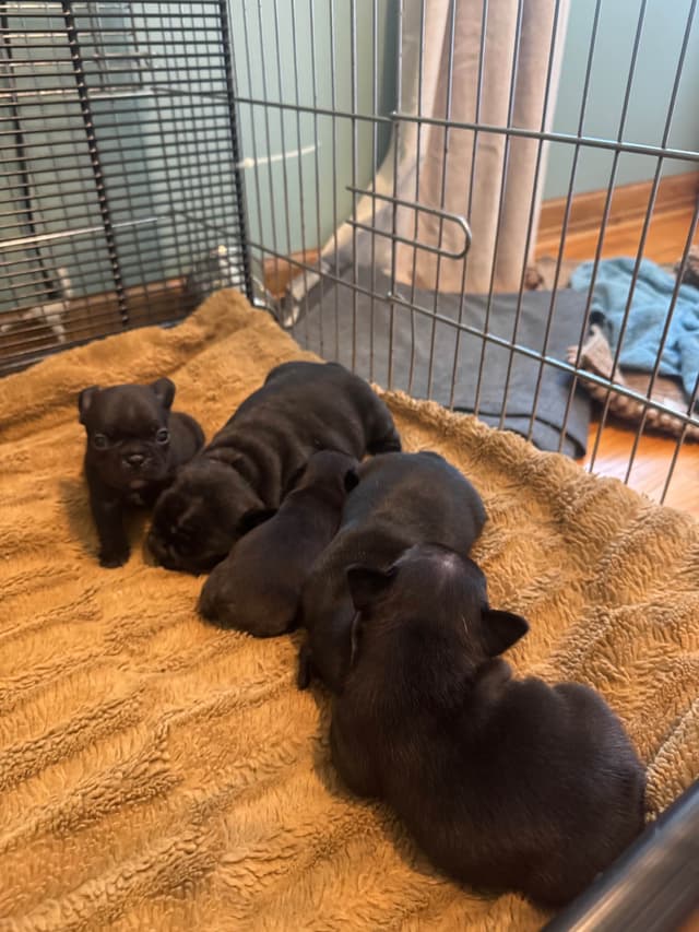French Bulldog Puppies media 5