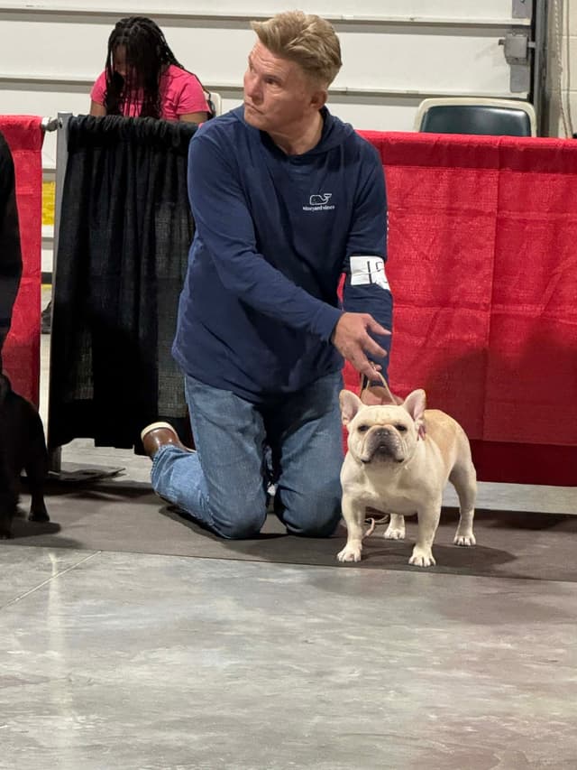 French Bulldog Puppies media 2