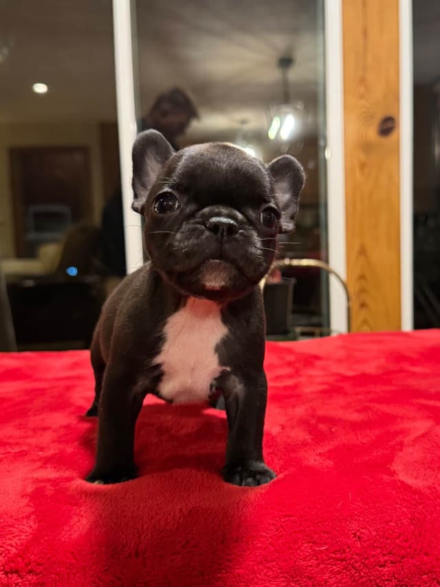 French Bulldog Puppies media 6
