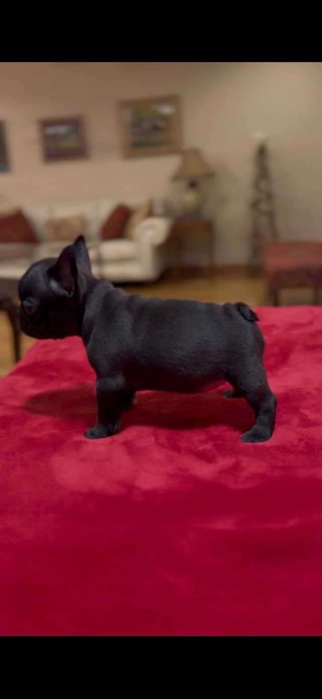 French Bulldog Puppies media 7