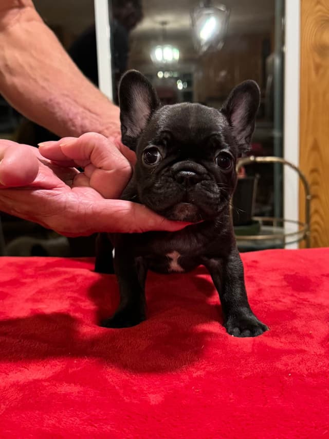 French Bulldog Puppies media 8