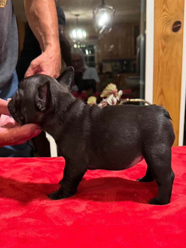 French Bulldog Puppies media 9