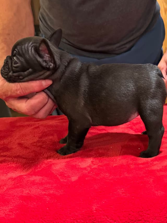 French Bulldog Puppies media 10