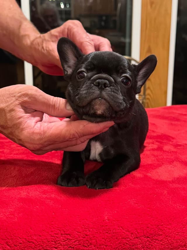 French Bulldog Puppies media 11