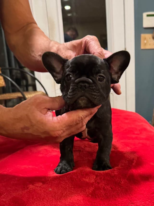 French Bulldog Puppies media 12