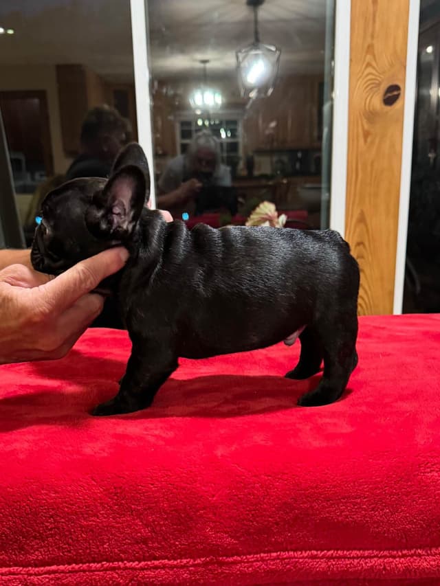 French Bulldog Puppies media 13