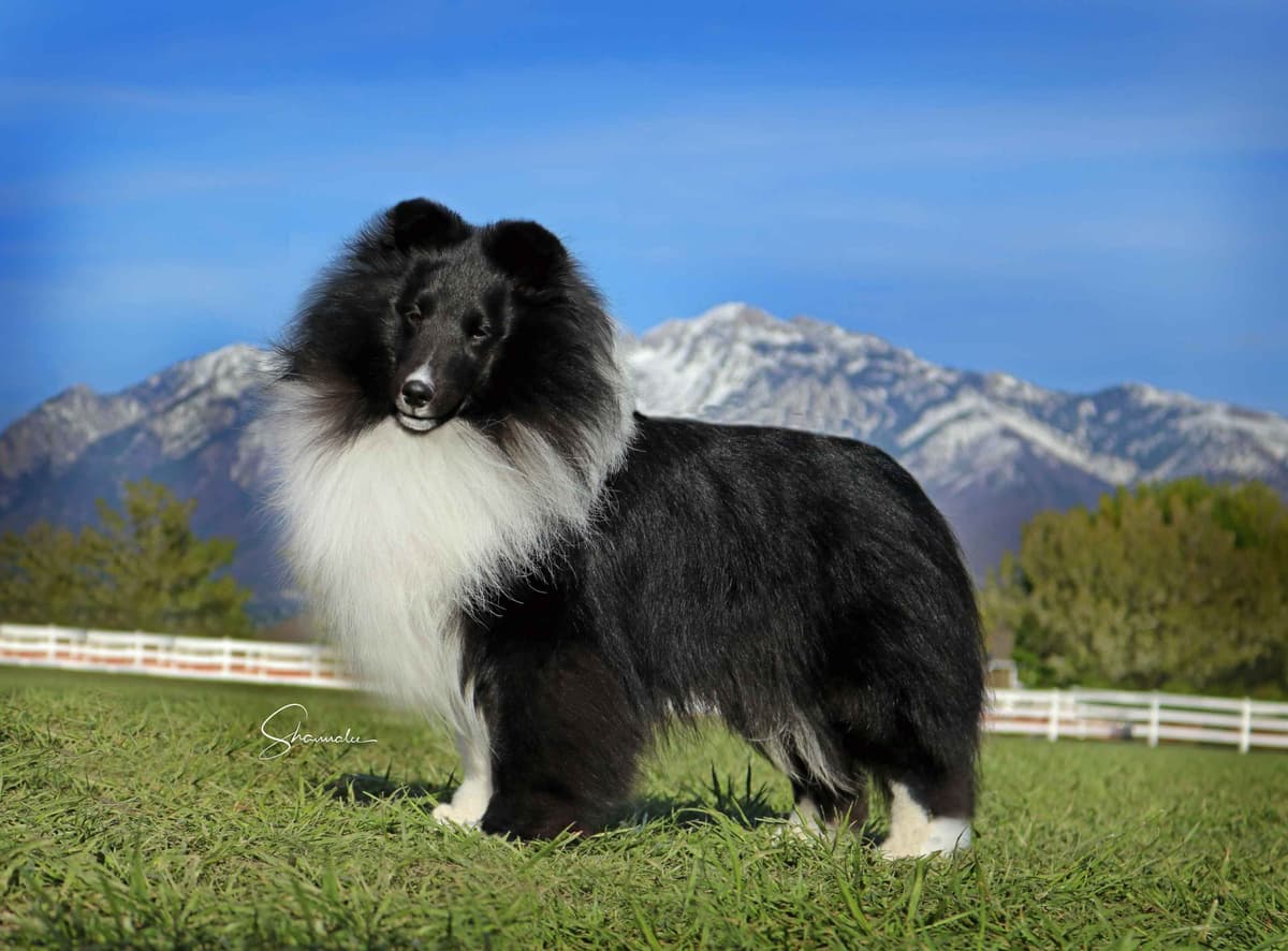 Shetland Sheepdog Puppies breeder image 1