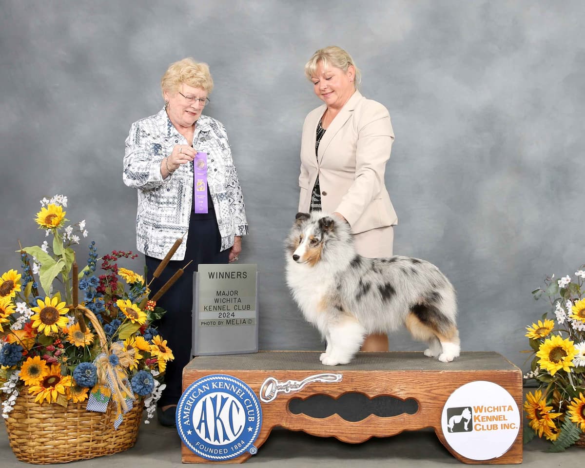 Shetland Sheepdog Puppies breeder image 3