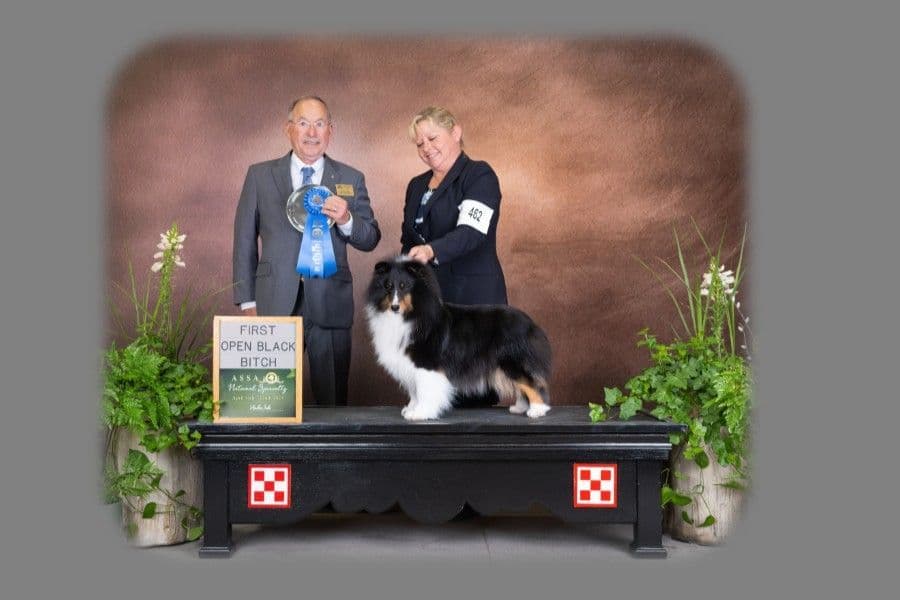 Shetland Sheepdog Puppies breeder image 5