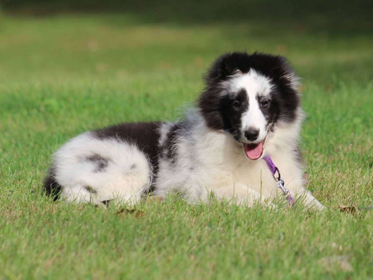 Shetland Sheepdog Puppies breeder image 7