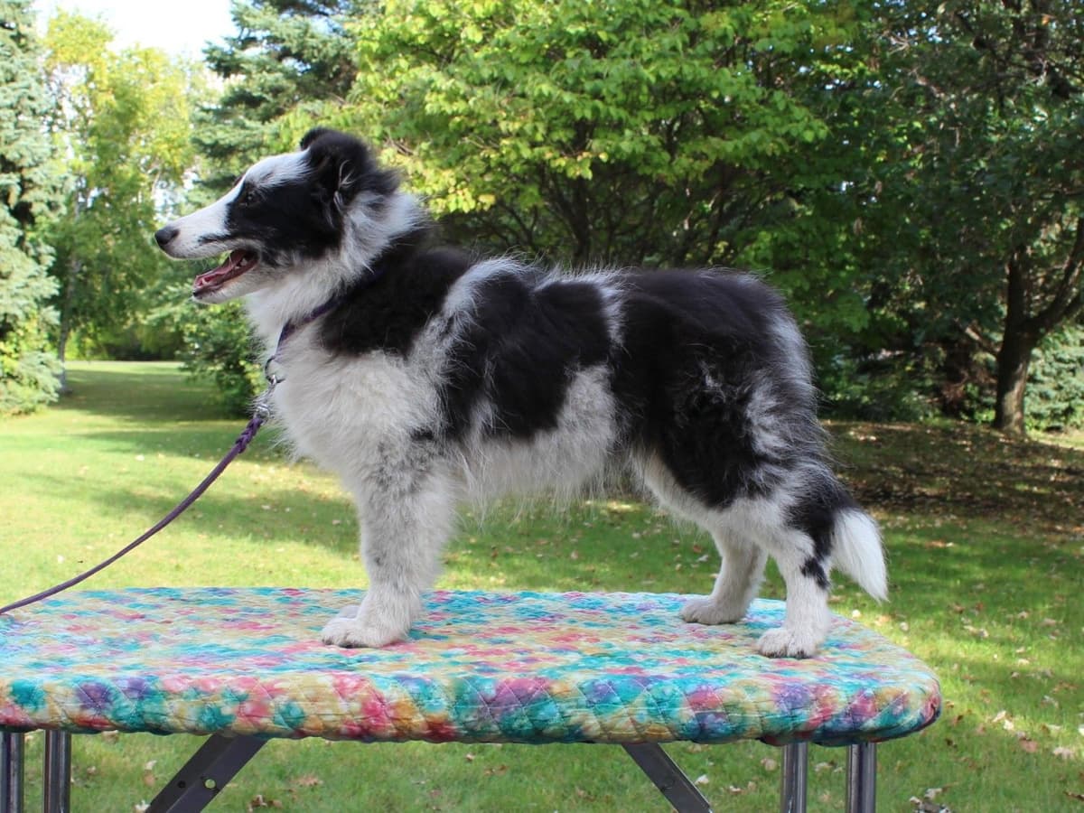 Shetland Sheepdog Puppies breeder image 8
