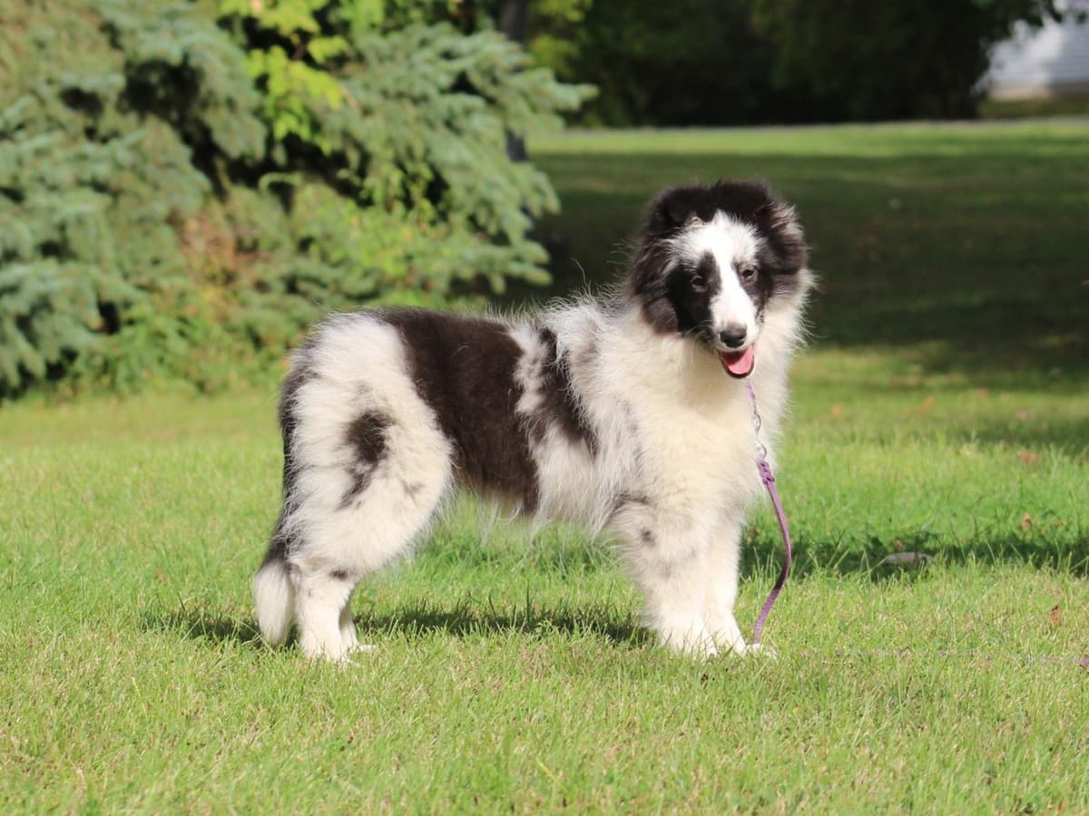 Shetland Sheepdog Puppies breeder image 9