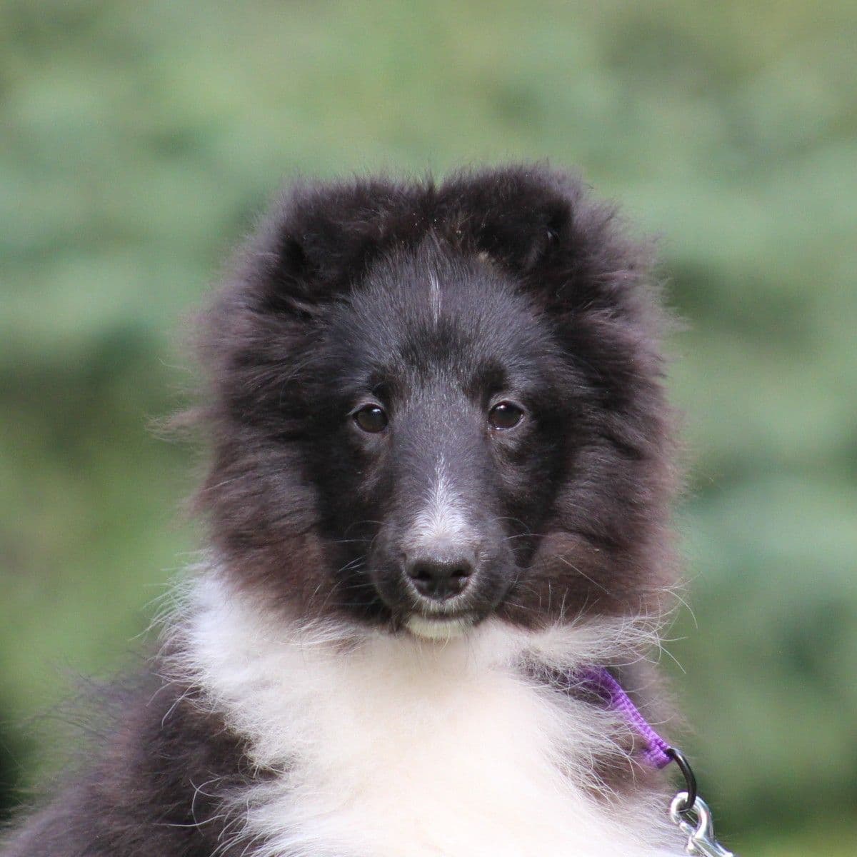 Shetland Sheepdog Puppies breeder image 10