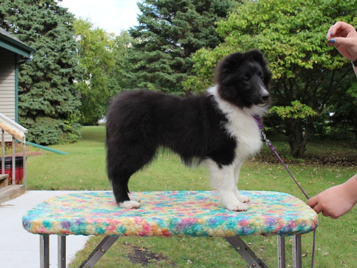 Shetland Sheepdog Puppies breeder image 12