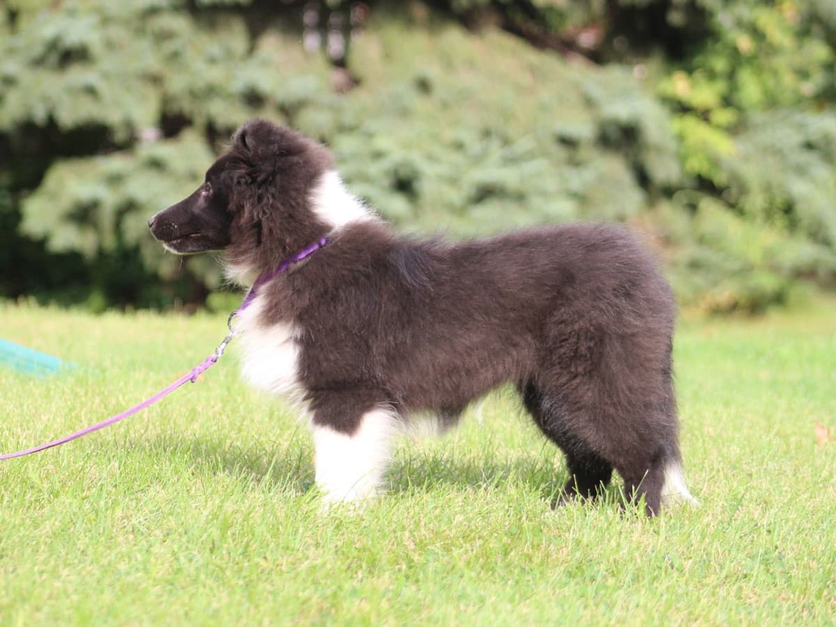 Shetland Sheepdog Puppies breeder image 13
