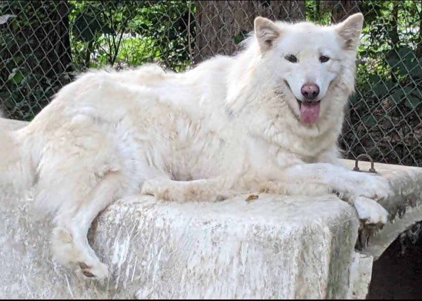 Alaskan Malamute Puppies breeder image 14