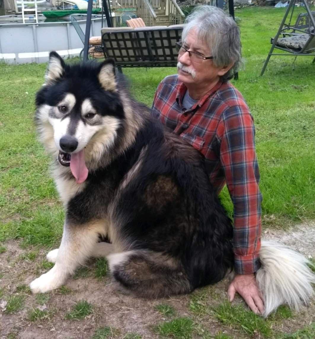 Alaskan Malamute Puppies breeder image 3