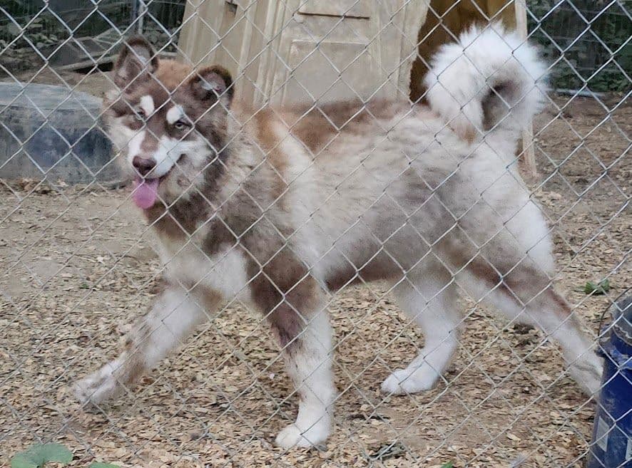 Alaskan Malamute Puppies breeder image 4
