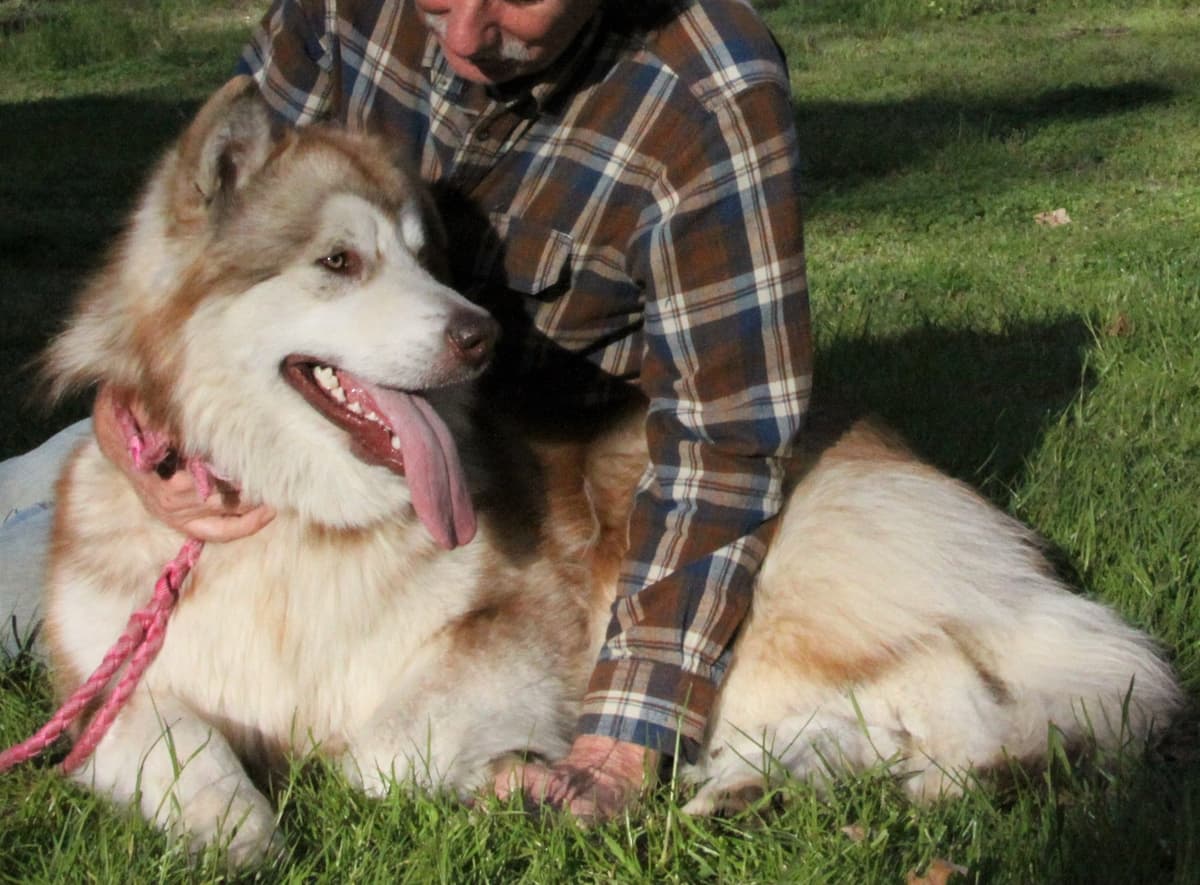 Alaskan Malamute Puppies breeder image 6