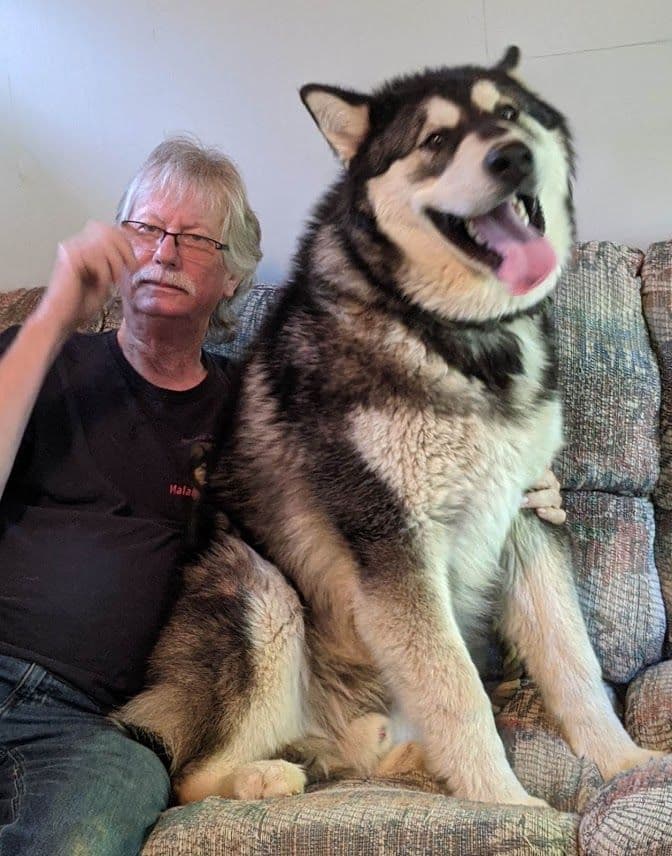 Alaskan Malamute Puppies breeder image 7