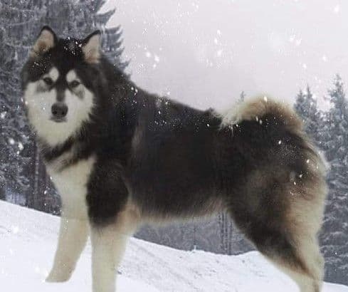 Alaskan Malamute Puppies breeder image 8
