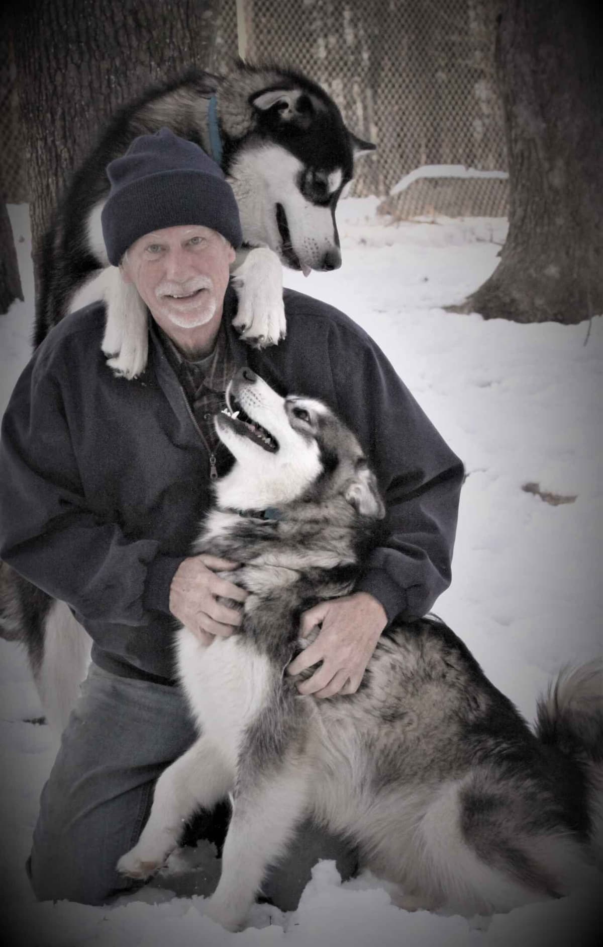Alaskan Malamute Puppies breeder image 10