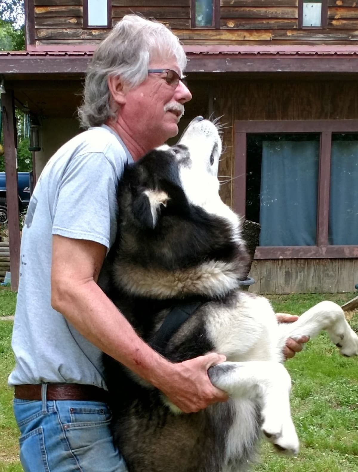 Alaskan Malamute Puppies breeder image 13