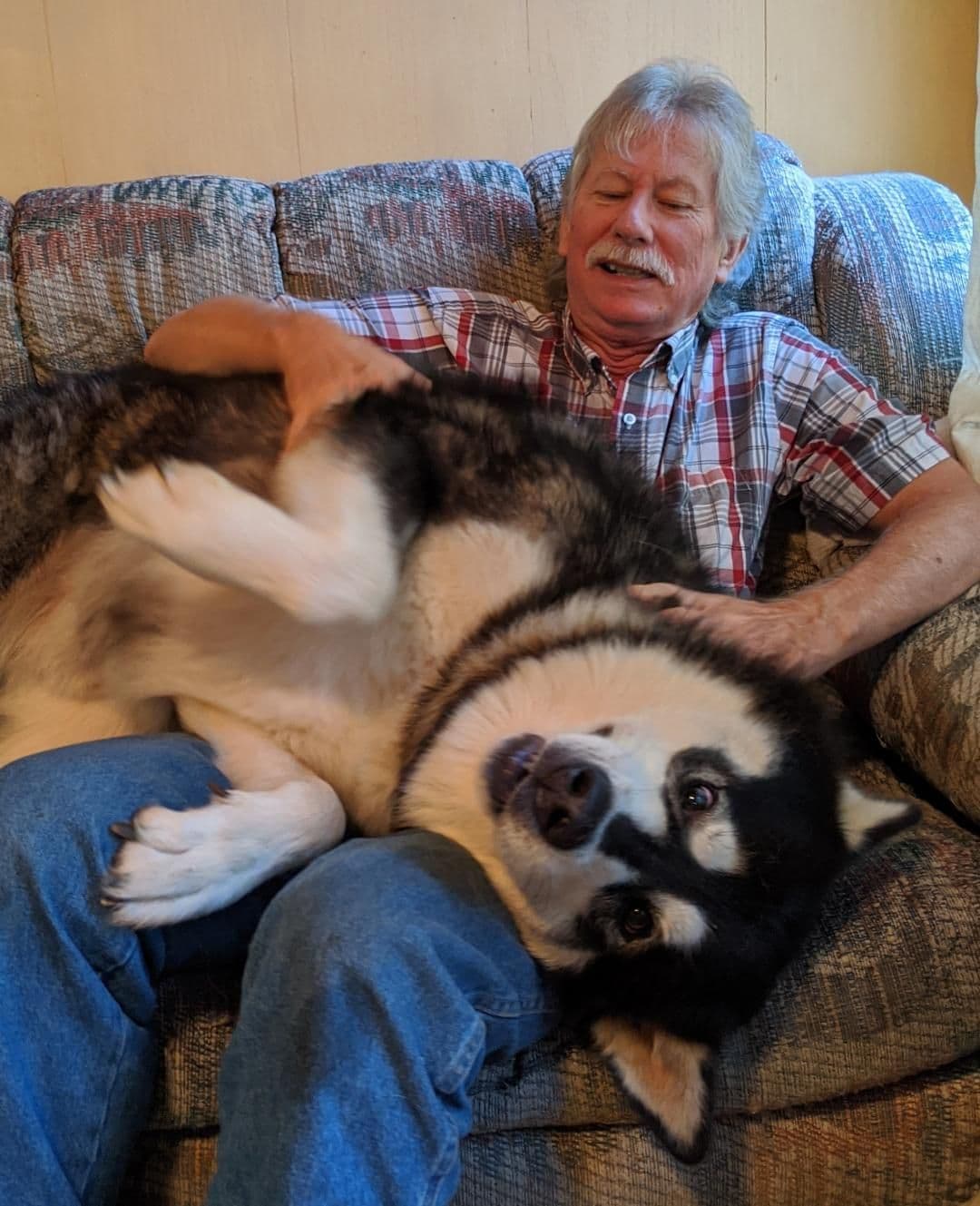 Alaskan Malamute Puppies breeder image 15