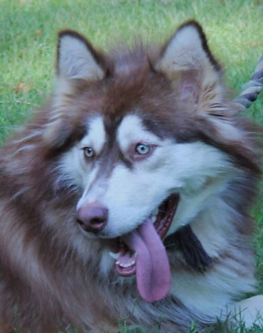 Alaskan Malamute Puppies breeder image 12