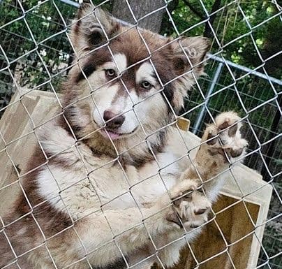 Alaskan Malamute Puppies breeder image 16
