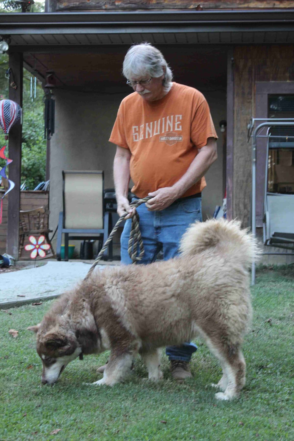 Alaskan Malamute Puppies breeder image 18