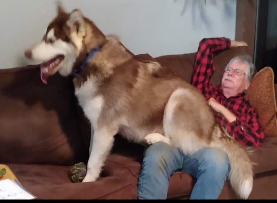 Alaskan Malamute Puppies breeder image 20