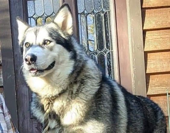 Alaskan Malamute Puppies breeder image 17