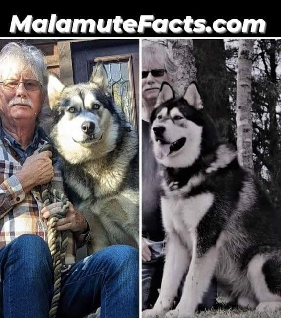 Alaskan Malamute Puppies breeder image 21