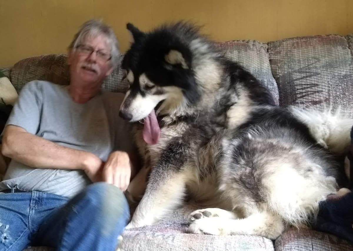 Alaskan Malamute Puppies breeder image 26