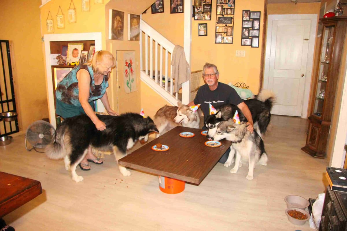 Alaskan Malamute Puppies breeder image 27