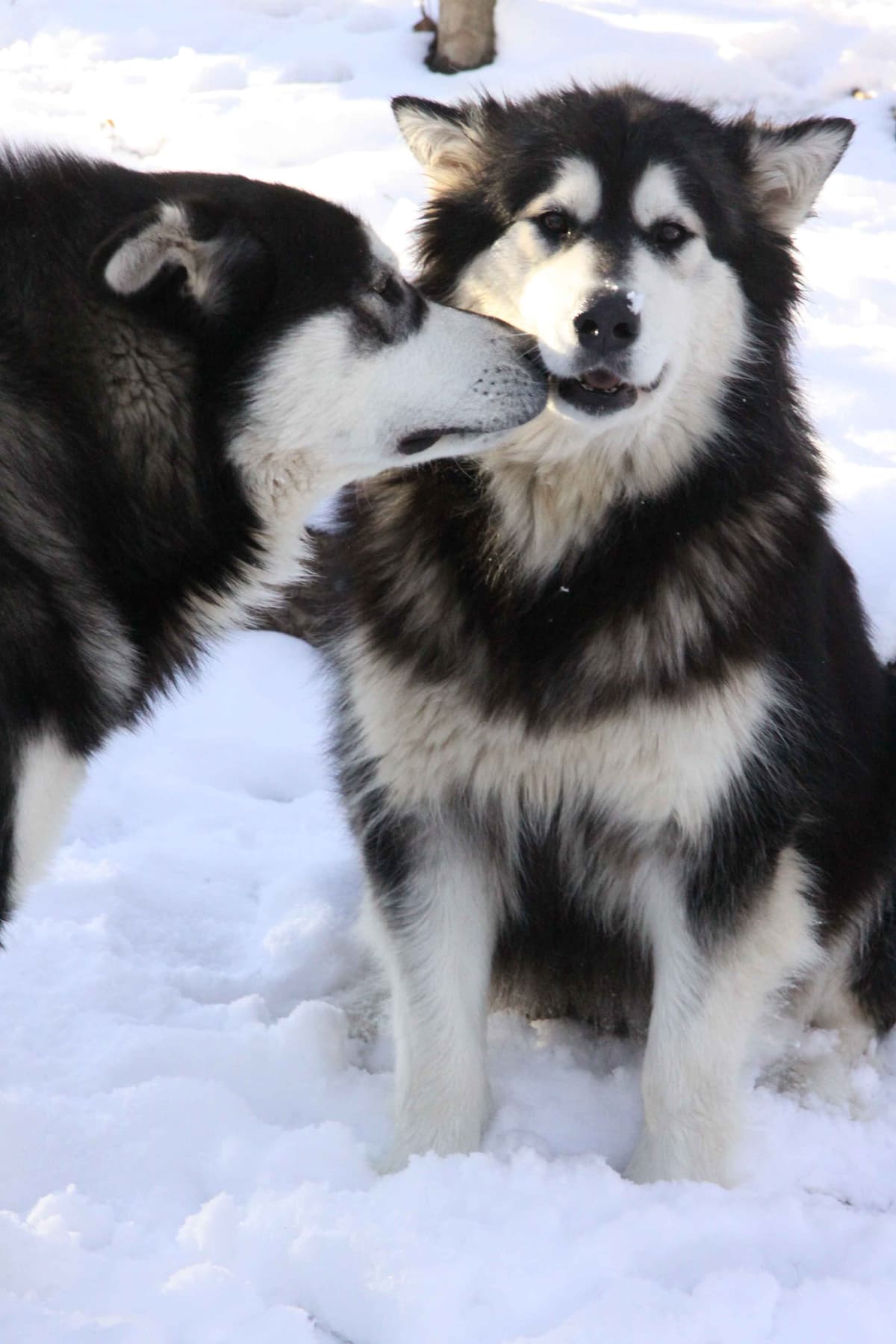 Alaskan Malamute Puppies breeder image 29