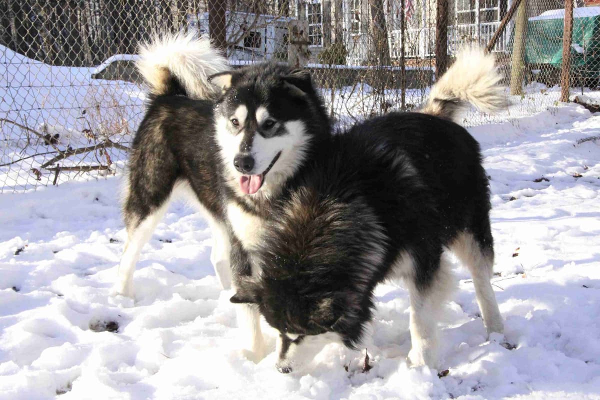 Alaskan Malamute Puppies breeder image 30