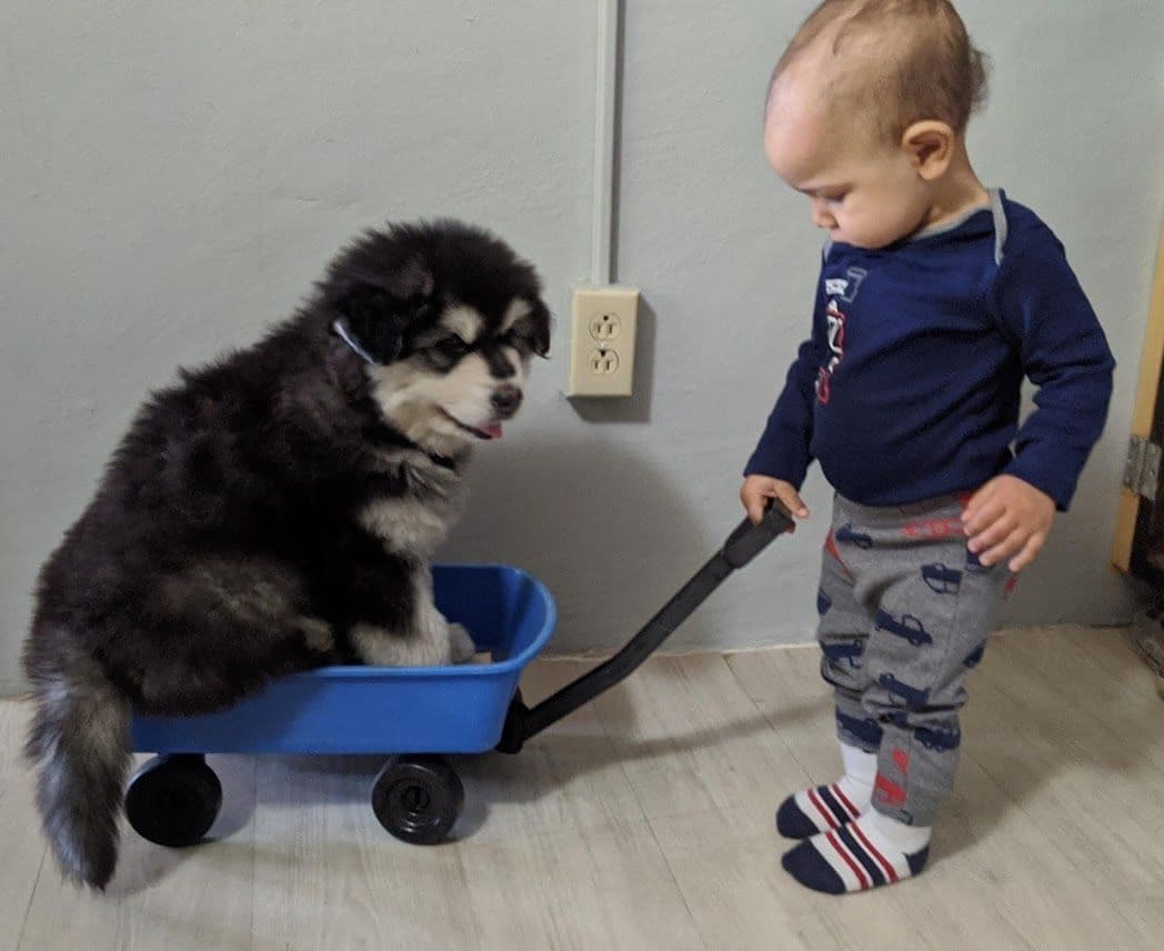 Alaskan Malamute Puppies breeder image 31