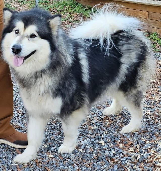 Alaskan Malamute Puppies media 2