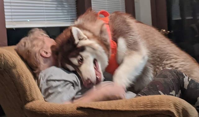 Alaskan Malamute Puppies media 4