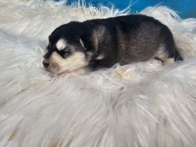Alaskan Malamute Puppies media 6