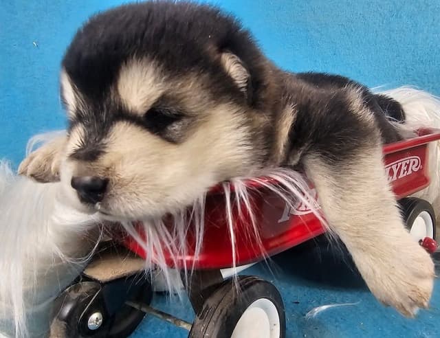 Alaskan Malamute Puppies media 7